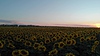 Sonnenblumenfeld im schönen Abendsonnenuntergang | Stock Foto