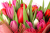 Unterschiedliche Farbe Blumen Tulpe | Stock Foto