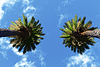 Silhouette palms | Stock Foto