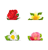 Vector clipart: Beautiful flowers (rose, quince; frangipani), copy