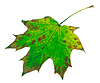 Multicolor maple leaf | Stock Foto