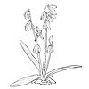 Flower - Scilla forbesii | Stock Illustration