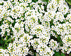 Flores blancas | Foto de stock
