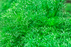 Gras Hintergrundbild | Stock Foto