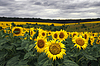 Sommer auf Sonnenblumenfeld. Landwirtschaft und ländlich | Stock Foto