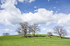 Trees and clouds | Stock Foto