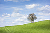 Trees and clouds | Stock Foto