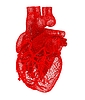 Human heart | Stock Illustration