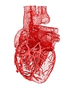 Human heart | Stock Illustration