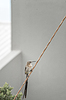 Sugarbird en Casa | Foto de stock