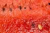 Juicy Watermelon Flesh | Stock Foto