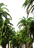 3D Palm trees on island | Stock Illustration