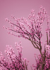 ID 7391371 | 3D Sakura branches in pink | High resolution stock illustration | CLIPARTO
