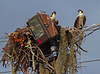 Urban Osprey Nest | Stock Foto