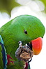 Green macaw | Stock Foto