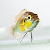 Cichlid fish (Geophagus surinamensis) | Stock Foto