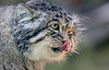 Gato Pallas (Otocolobus manul), también conocido como | Foto de stock