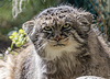 Gato Pallas (Otocolobus manul), también conocido como | Foto de stock