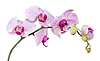 Orquídea blanca | Foto de stock