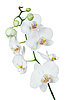 Weiße Orchideeblume | Stock Foto