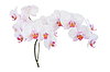 Blanco y rosa orquídea | Foto de stock