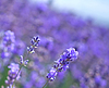 Lavender | Stock Foto