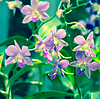 Schönen blühenden Zweige der Orchidee Dendrobium | Stock Foto