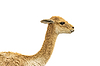 Vicuna Face | Фото