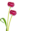 Frühling bunte Blumen Tulpen. Blumensammlung | Stock Foto