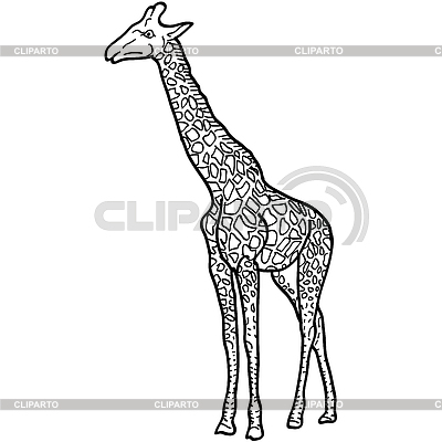 Bosquejo de alta jirafa africana | Ilustración vectorial de stock |ID 6124189