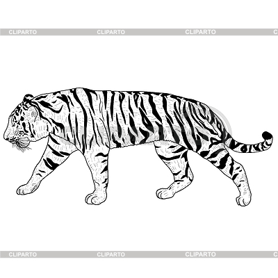 Bosquejo hermoso tigre | Ilustración vectorial de stock |ID 6947024