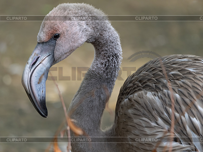 Portrait of pink flamingo in profile | High resolution stock photo |ID 7130517