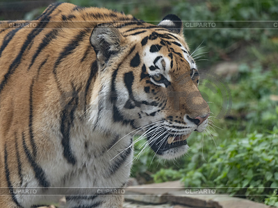 Räuberische Amur Tiger Gesicht | Foto mit hoher Auflösung |ID 7130910