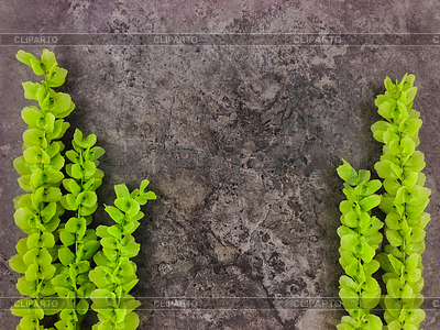 Frame of green branches on dark stone background. | High resolution stock photo |ID 5825862