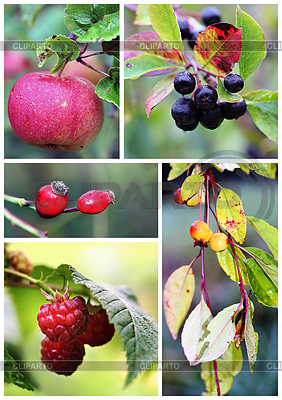 Autumn fruits and berries | High resolution stock photo |ID 4503896
