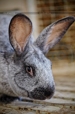Portrait of gray rabbit | High resolution stock photo |ID 5064429