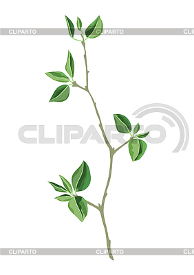 Branch and green leaves. Spring or summer stylized | Stock Vector Graphics |ID 7245214