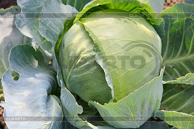 Cabbage on garden bed | High resolution stock photo |ID 4517373