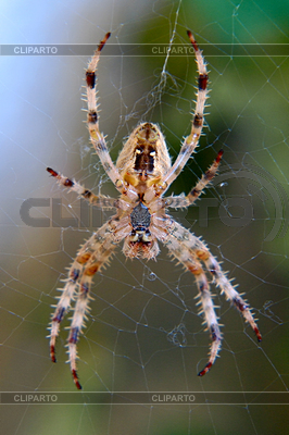 Araneus Diadematus паук | Фото большого размера |ID 4517421