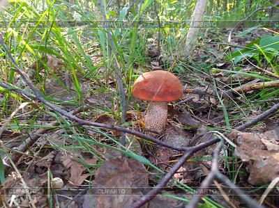Hongo Leccinum aurantiacum | Foto de alta resolución |ID 7058928