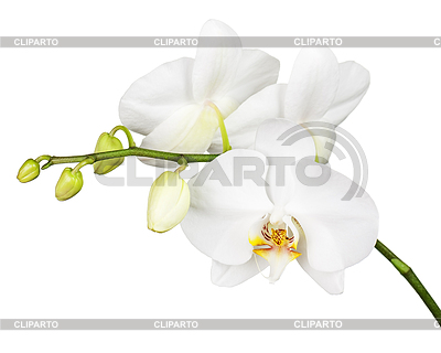 Tres días de edad orquídea blanca | Foto de alta resolución |ID 4520971