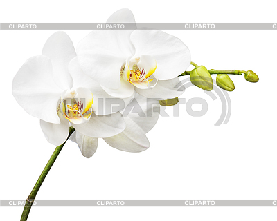 Tres días de edad orquídea | Foto de alta resolución |ID 4520972