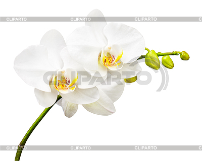Tres días de edad orquídea | Foto de alta resolución |ID 4521268