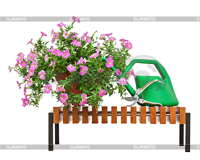 Flores de petunia rosa en maceta con jardín | Foto de alta resolución |ID 4521430