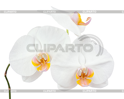 Seis días de edad orquídea blanca | Foto de alta resolución |ID 4521584