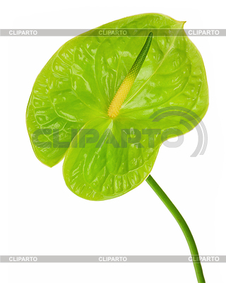Grüne Anthurium (Flamingoblume; Boy Blume) | Foto mit hoher Auflösung |ID 4521603
