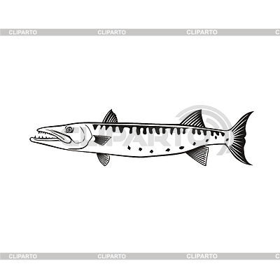 Barracuda o Sphyraena Barracuda Swimming Side Retr | Ilustración vectorial de stock |ID 7048514