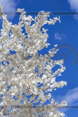 Árbol blanco decorativo contra el cielo azul brillante | Foto de alta resolución |ID 7155876