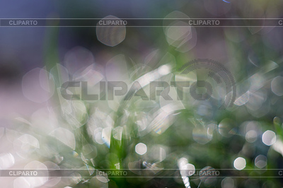 Macro de la mañana Hierba | Foto de alta resolución |ID 5241674