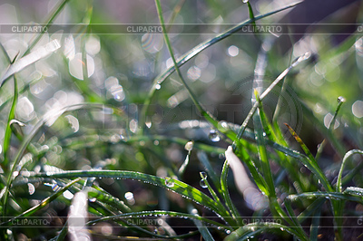 Macro de la mañana Hierba | Foto de alta resolución |ID 5241675